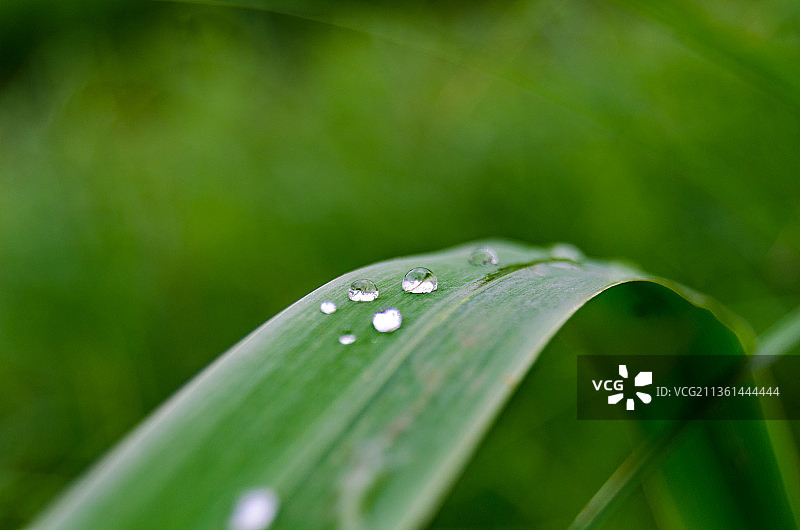 叶子上的雨滴特写图片素材