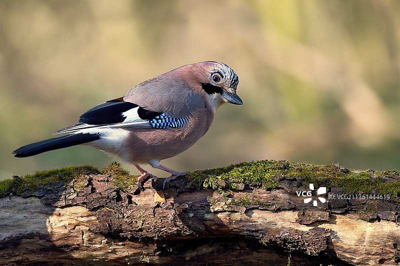 松鸦栖息在岩石上的特写，斯洛伐克图片素材