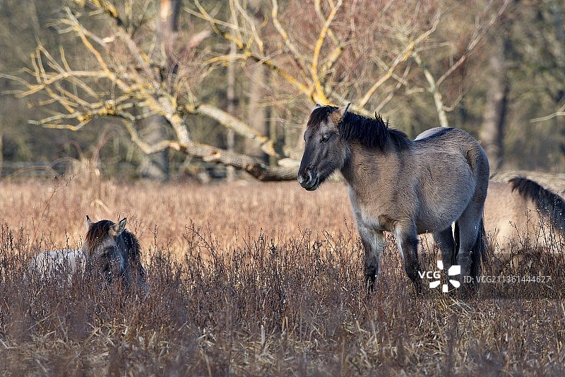 柯尼克马和雌狮，奥地利马尔切格图片素材