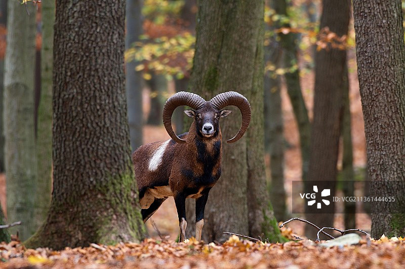 欧洲盘羊，秋季站在田野上的鹿的画像，斯洛伐克图片素材
