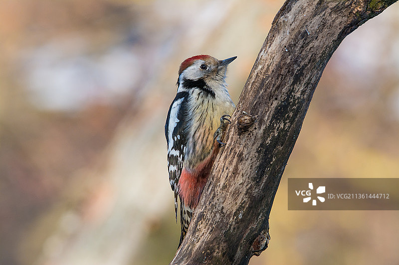 斯洛伐克：白背啄木鸟栖息在树上特写图片素材