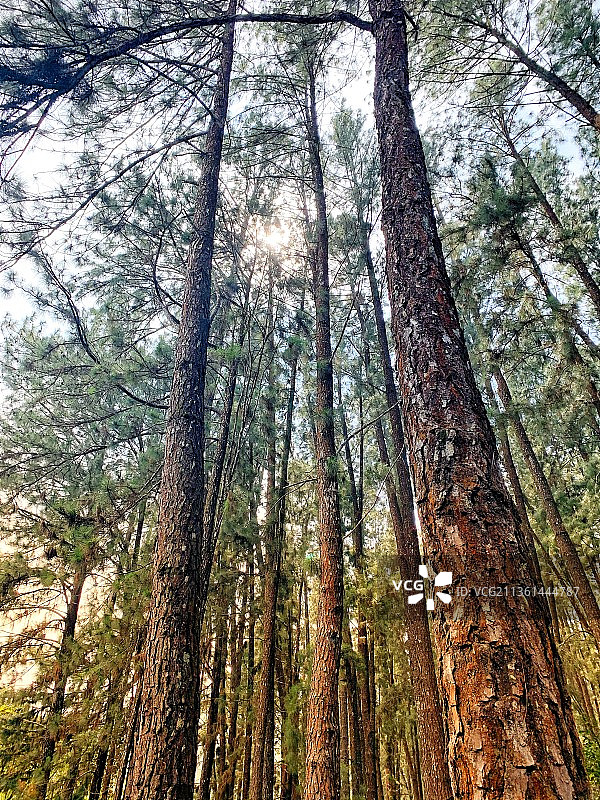 松树林：森林竹林仰视图图片素材