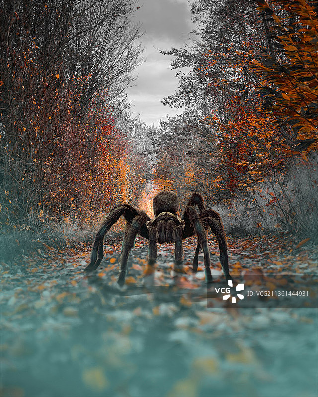 秋天的蜘蛛与森林树木，土耳其安卡拉图片素材