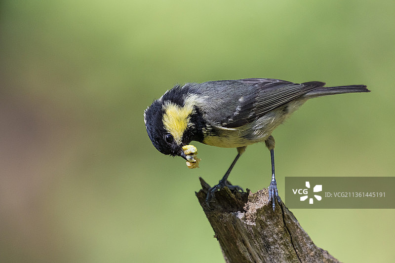 鸣山雀栖息在树枝上的特写图片素材