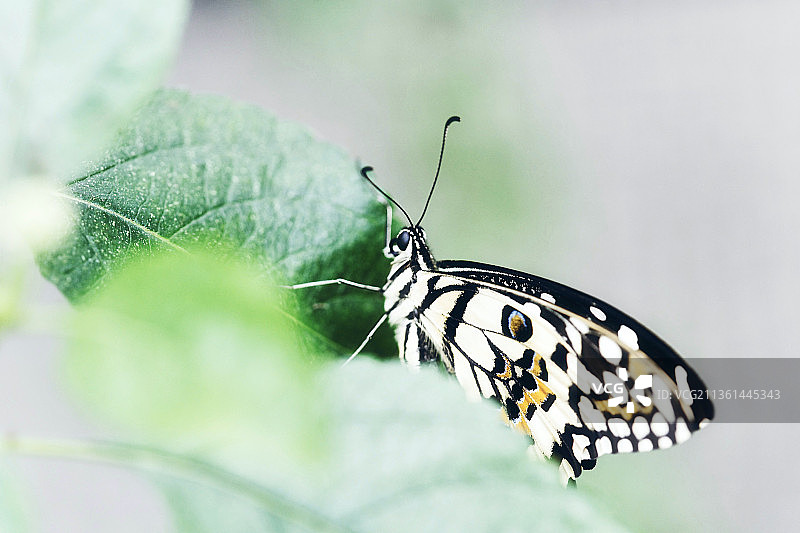 蝴蝶，树叶上的蝴蝶特写图片素材