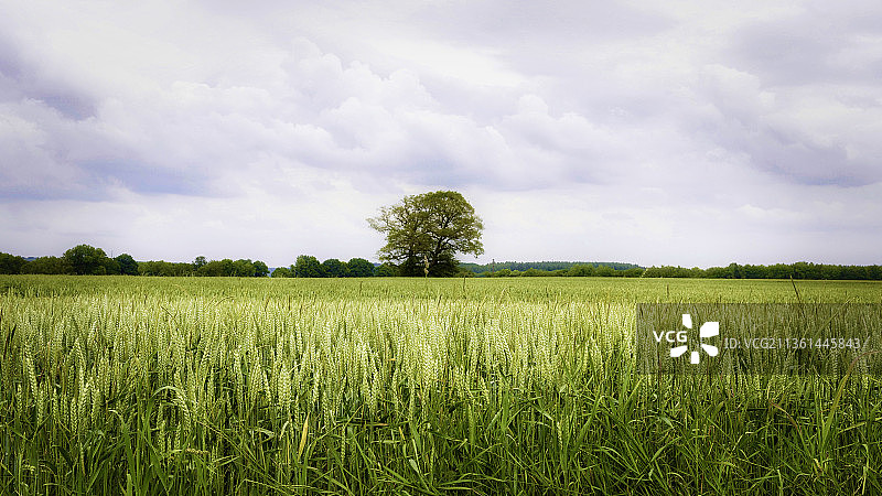 圣马丁迪维维耶农业田野风光，法国图片素材