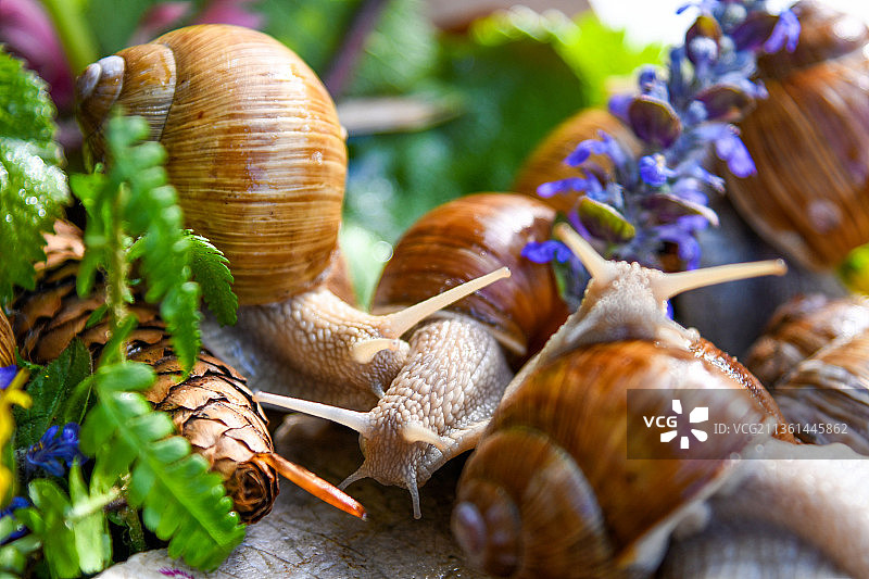 特写的蜗牛图片素材