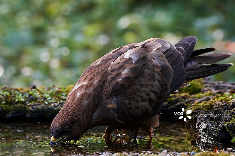 新鲜饮品：红隼近距离栖息在湖面上图片素材