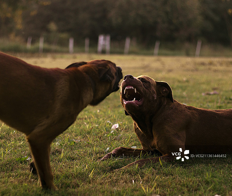 阿根廷，坐在田野上的狗的特写图片素材