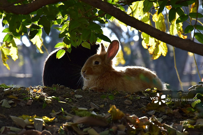 兔子在田野上的特写图片素材