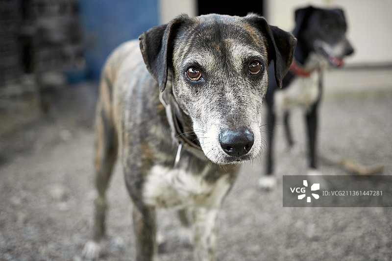 卡塔胡拉犬的特写图片素材