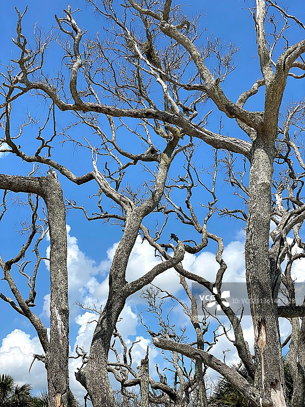 蓝天下裸树的低角度视图，美国图片素材