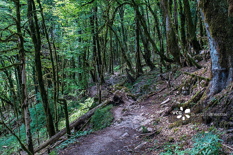 夏季亚热带森林，俄罗斯森林里的树木图片素材
