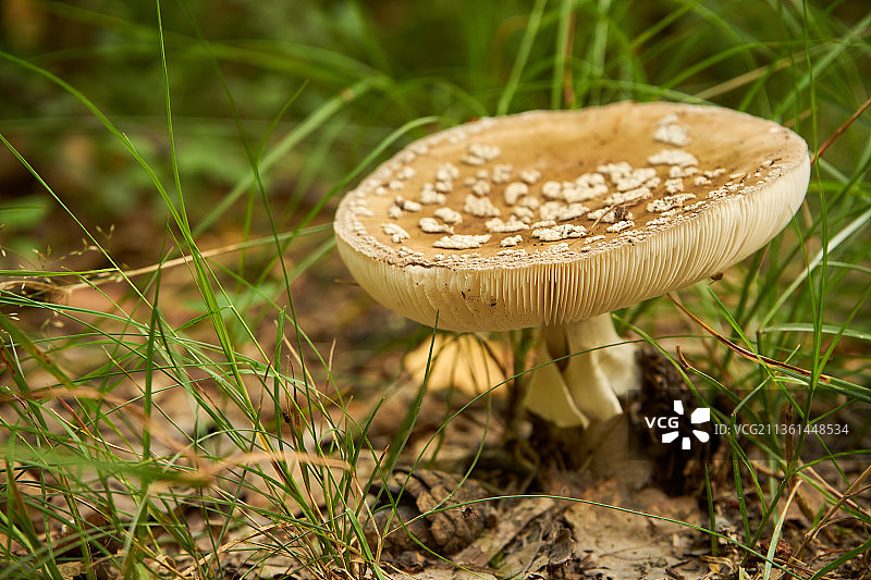 田野上生长的蘑菇特写图片素材