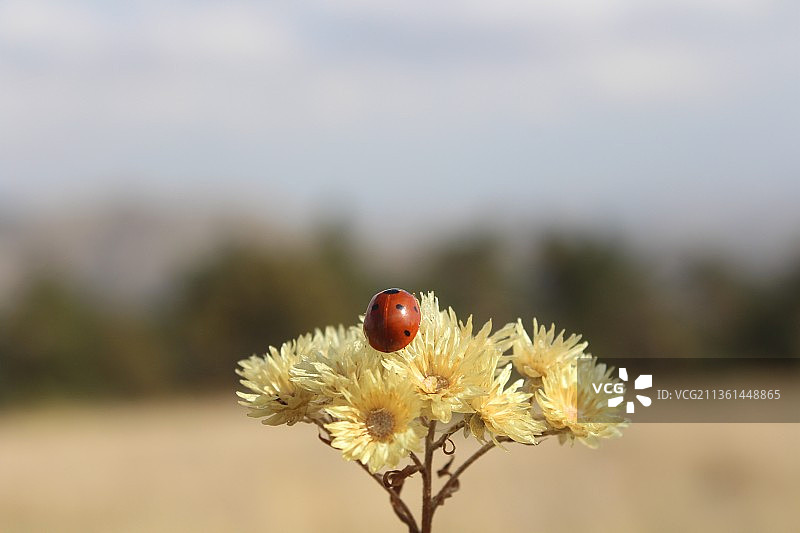 你好，瓢虫，瓢虫在植物上的特写图片素材