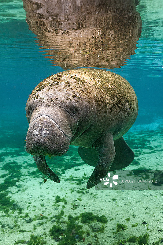 美国佛罗里达州水晶河中游泳的海豹特写图片素材