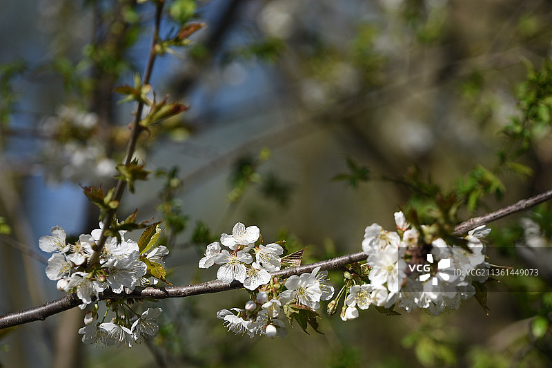 未来丰收，白色樱花特写图片素材