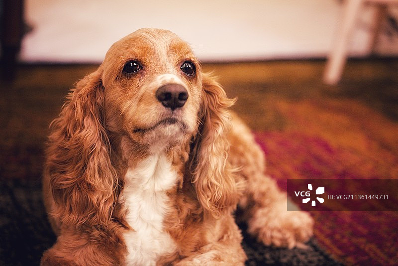 可卡犬坐在家里的地毯上的肖像图片素材