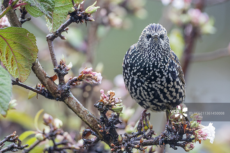普通欧洲椋鸟，鸣禽栖息在树上，荷兰阿尔克马尔图片素材