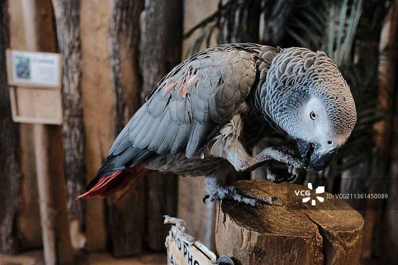 猫头鹰栖息在木头上的特写，尼亚加拉瀑布，加拿大安大略省图片素材