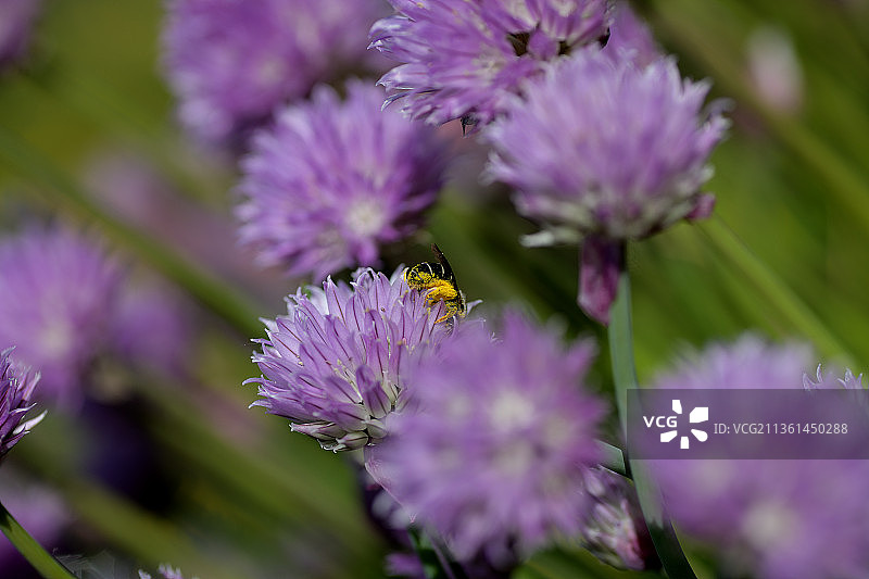 蜜蜂静止采蜜特写，美国华盛顿州凯尔索图片素材