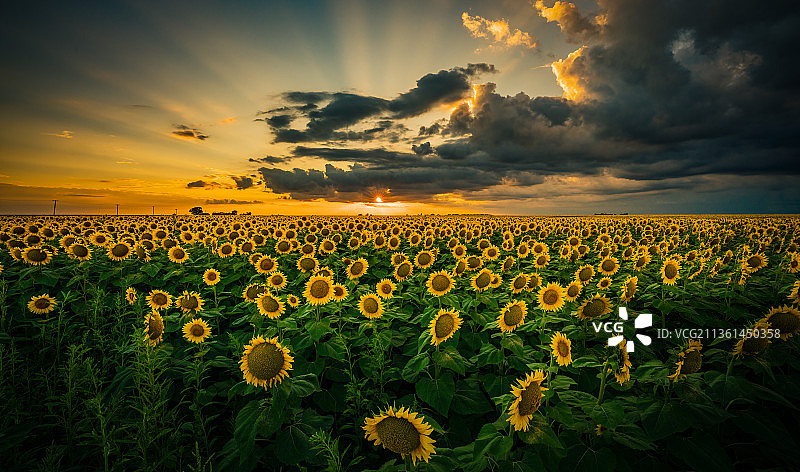 阴天下的向日葵花田美景，美国伊利诺伊州迪凯特图片素材