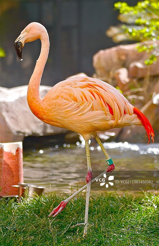 美洲红鹳在湖中的侧视图图片素材