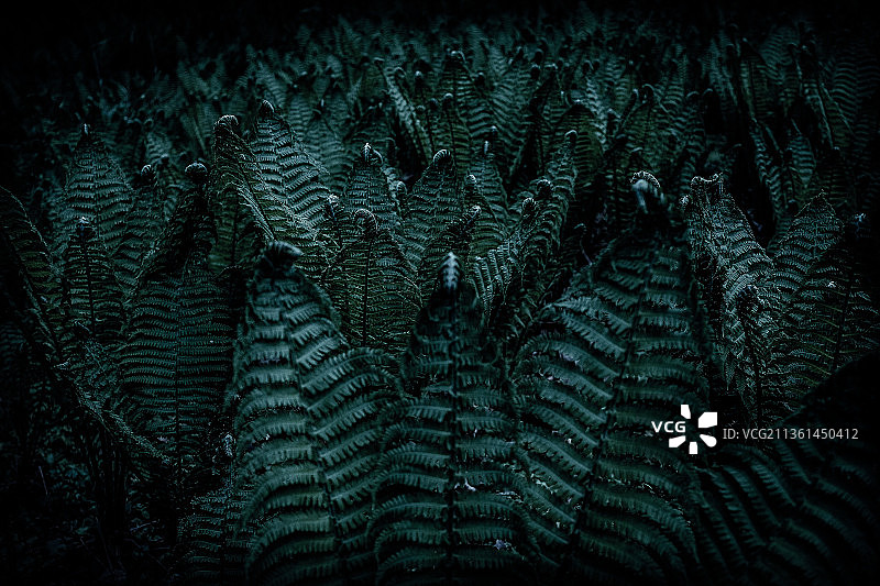 德国柏林蕨类植物叶子的全景照片图片素材
