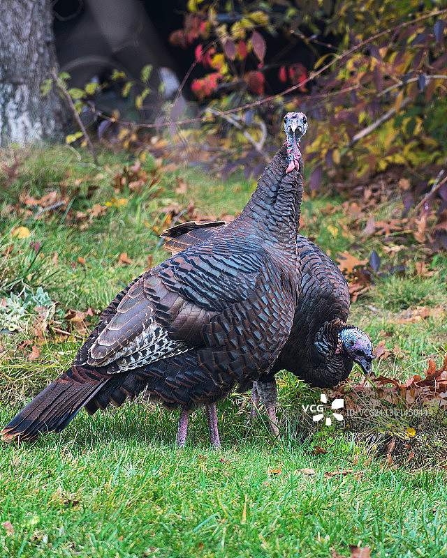 田野上的孔雀特写图片素材