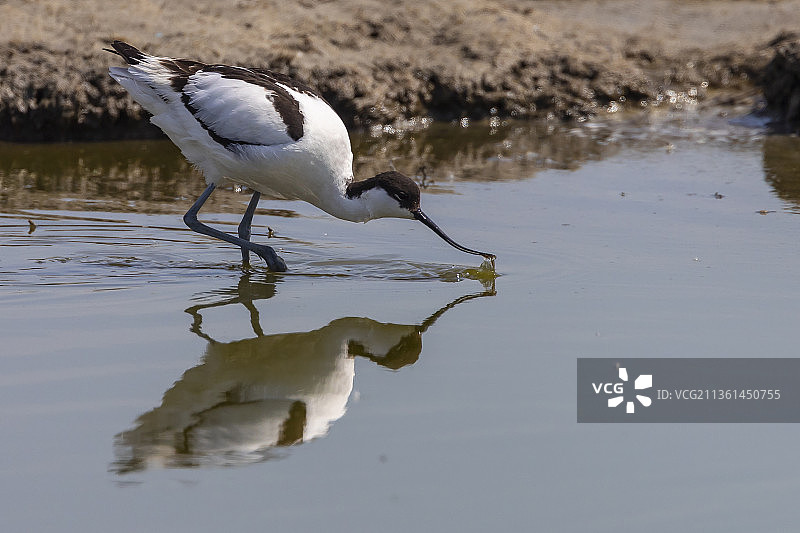 荷兰，泽鹞栖息在湖中图片素材