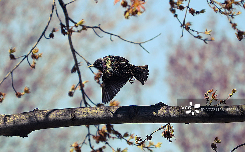 仰视：鸣禽栖息于树枝图片素材