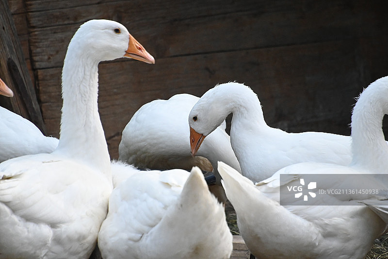 一对加拿大鹅图片素材