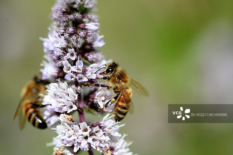 美国华盛顿州凯尔索薄荷花上授粉的蜜蜂特写图片素材