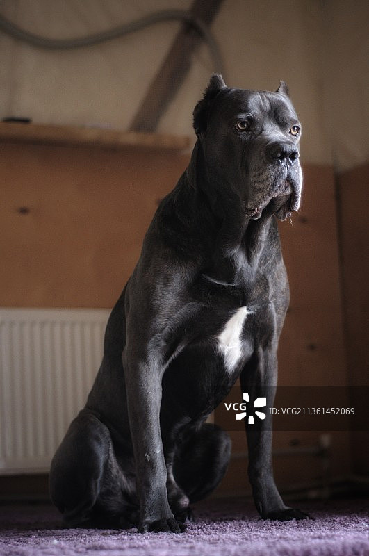 卡斯罗犬：纯种大丹犬居家坐姿特写图片素材