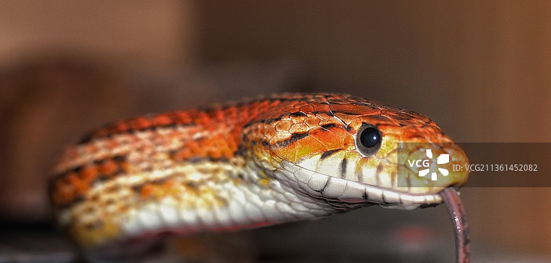 玉米蛇特写图片素材