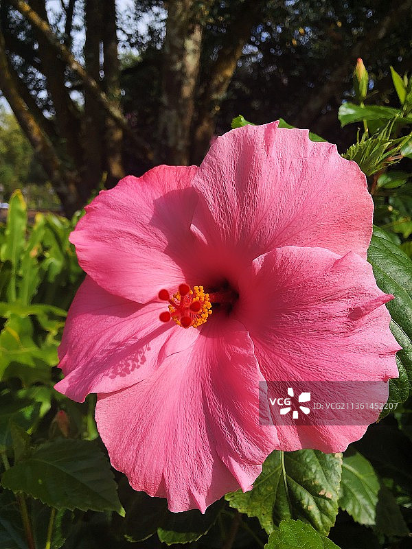 粉色木槿花特写图片素材