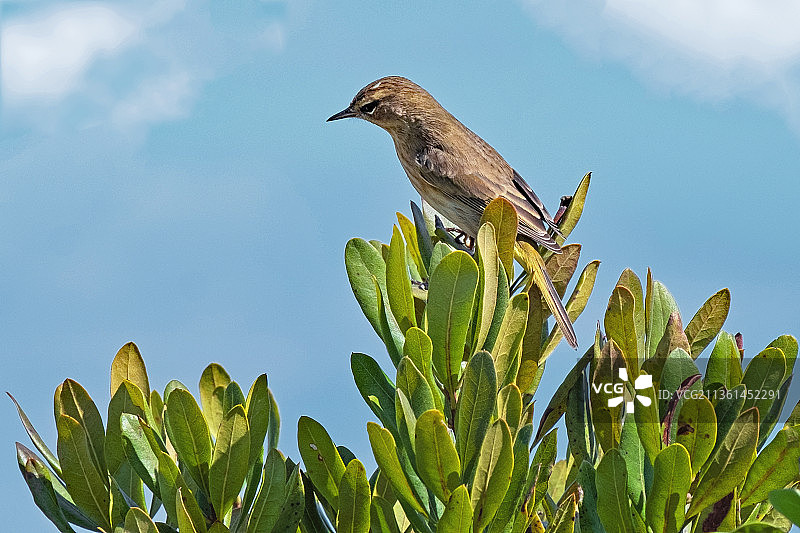 仙人掌仰视图，位于美国角梅国家野生动物保护区图片素材