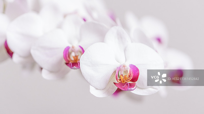 粉色兰花特写图片素材