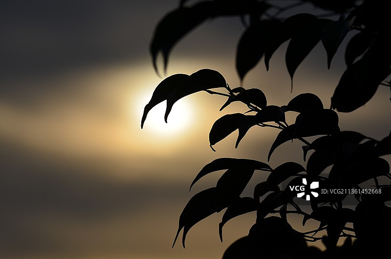 印度卡纳塔克邦班加罗尔日落树叶剪影特写图片素材