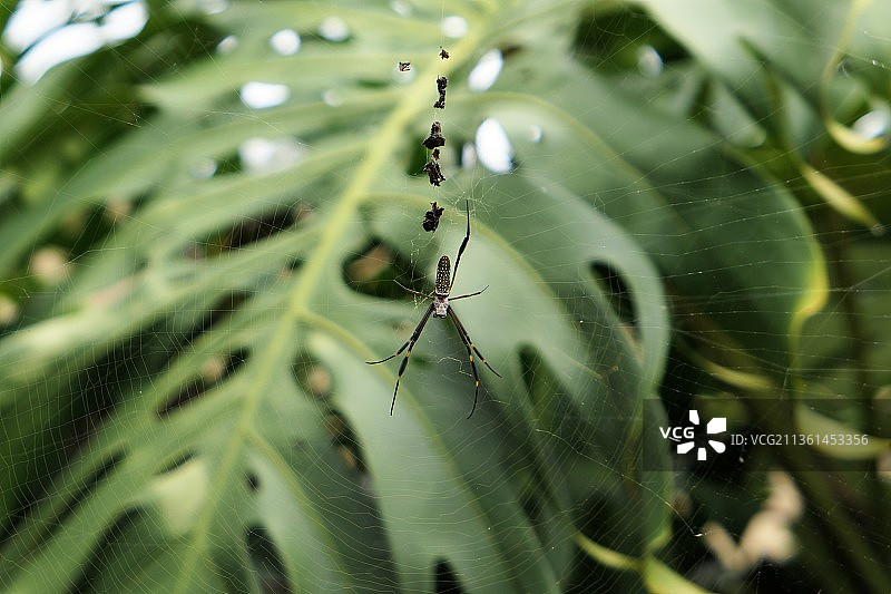 蜘蛛网上的蜘蛛特写图片素材
