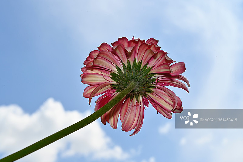 彩色非洲菊：粉色花朵的低角度视角图片素材