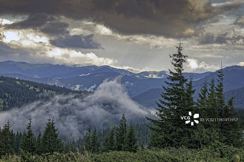 喀尔巴阡山脉的雾，松树对天空的景色图片素材