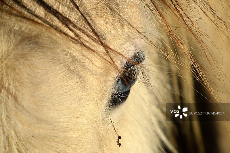 马眼特写图片素材