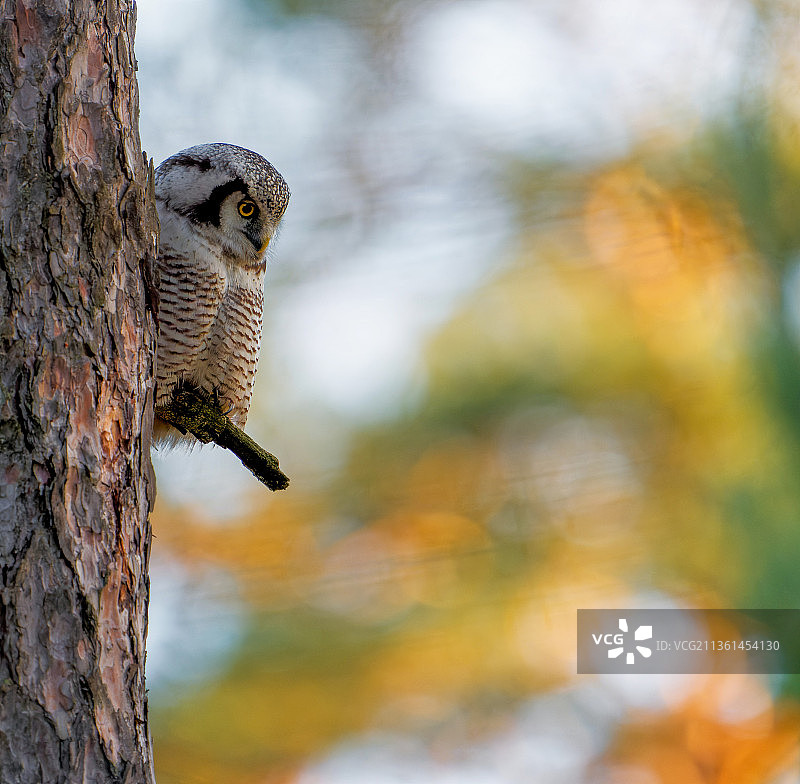 低角度拍摄：美洲角鸮栖息在树上图片素材