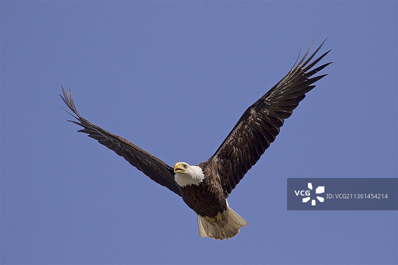 秃鹰在晴朗的蓝天下飞翔的低角度视图图片素材