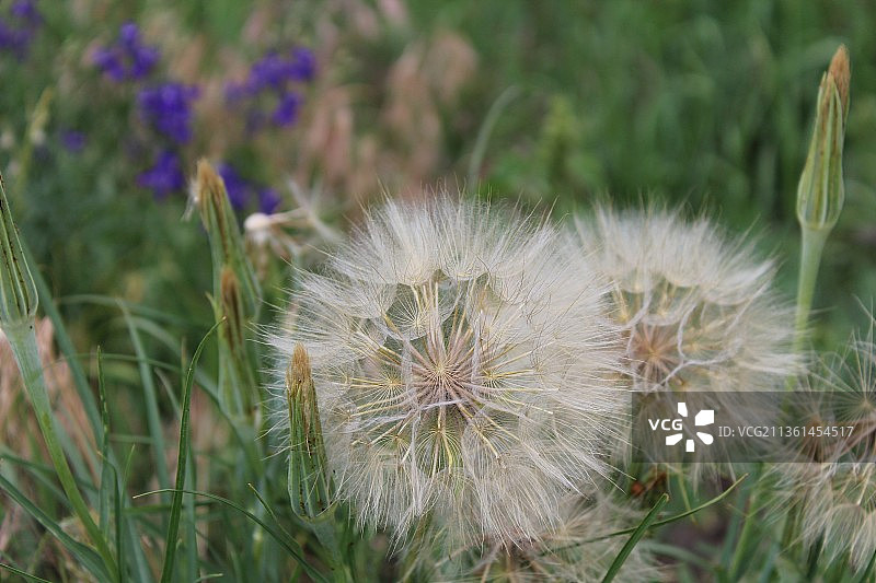 田野上的蒲公英特写图片素材