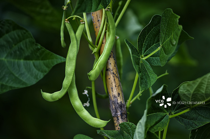 花园植物绿叶特写，葡萄牙莱里亚图片素材