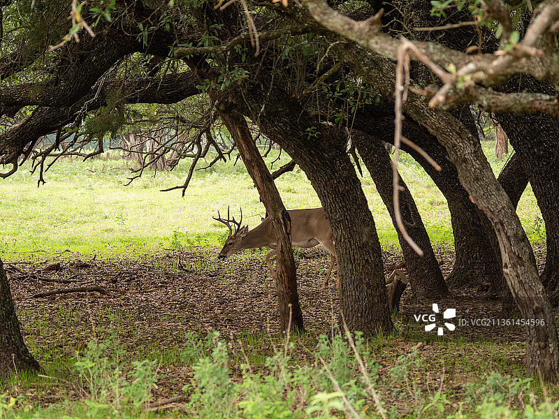 美国化石边缘野生动物中心森林里的树木图片素材