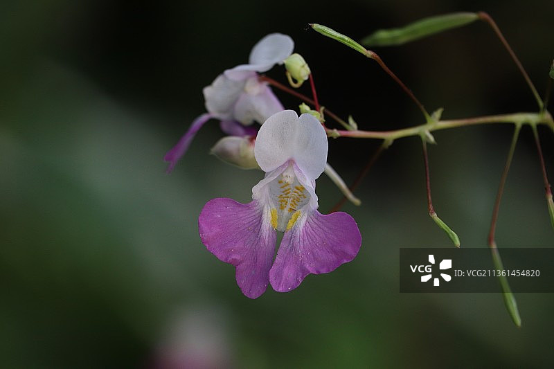 紫花凤仙花，粉红色开花植物特写图片素材