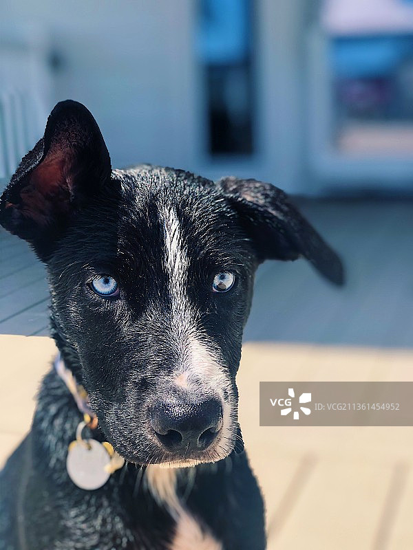 黑色雪橇犬特写，美国图片素材